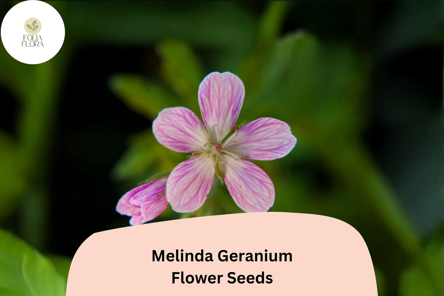 25+ Melinda Geranium Seeds | Hardy Perennial | Purple Geranium Blooms for Garden & Pollinator Borders