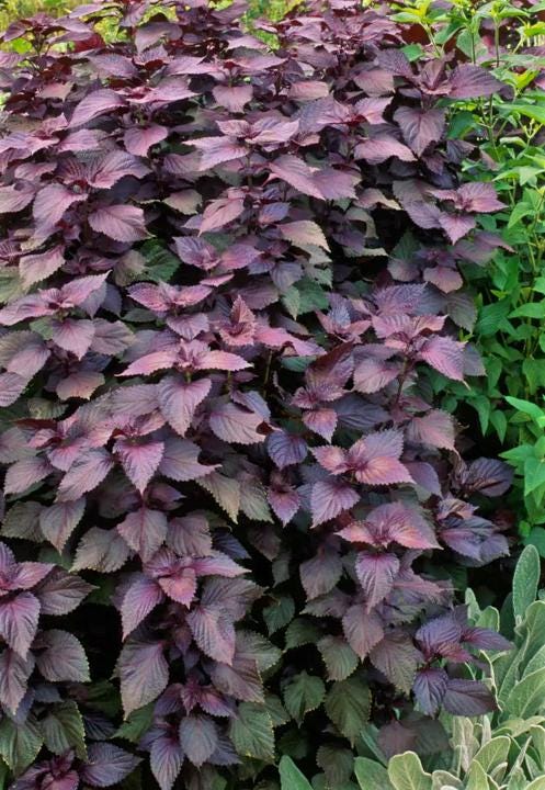 3pcs of 500mg Red Aka Shiso Perilla Seeds – Purple Culinary Herb for Pickles, Garnishes, and Japanese Garden Use Seeds for Planting