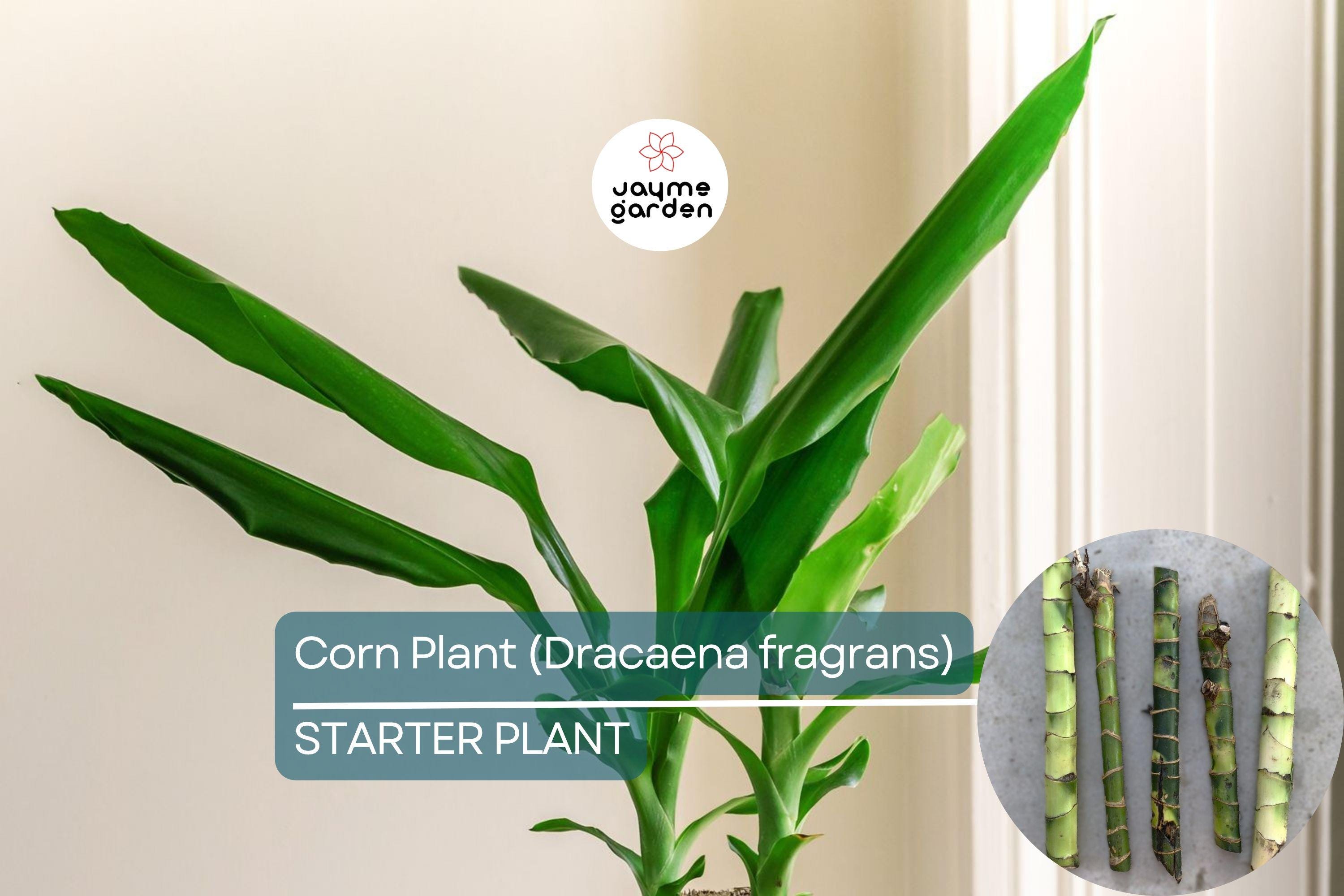 Corn Plant Cutting (Dracaena fragrans) 6″ | Tropical Indoor Houseplant Easy Care & Air-Purifying
