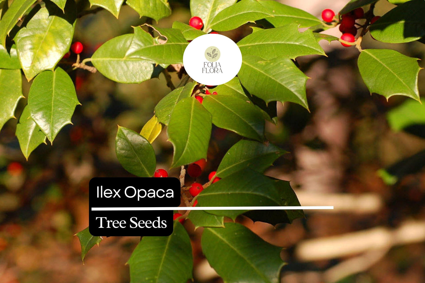 500mg Ilex Opaca, American Holly Seeds, Evergreen Tree with Red Berries