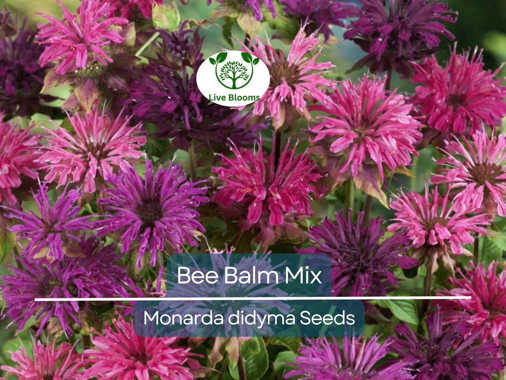 50 Seeds Bee Balm Monarda Didyma Mixed Colors, Perennial Hummingbird Plant, Non-GMO, Pollinator-Friendly, Vibrant Flowers for Garden