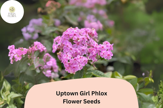 100+ Uptown Girl Phlox Seeds – Perennial Phlox paniculata, Pink Blooms with Dark Eyes
