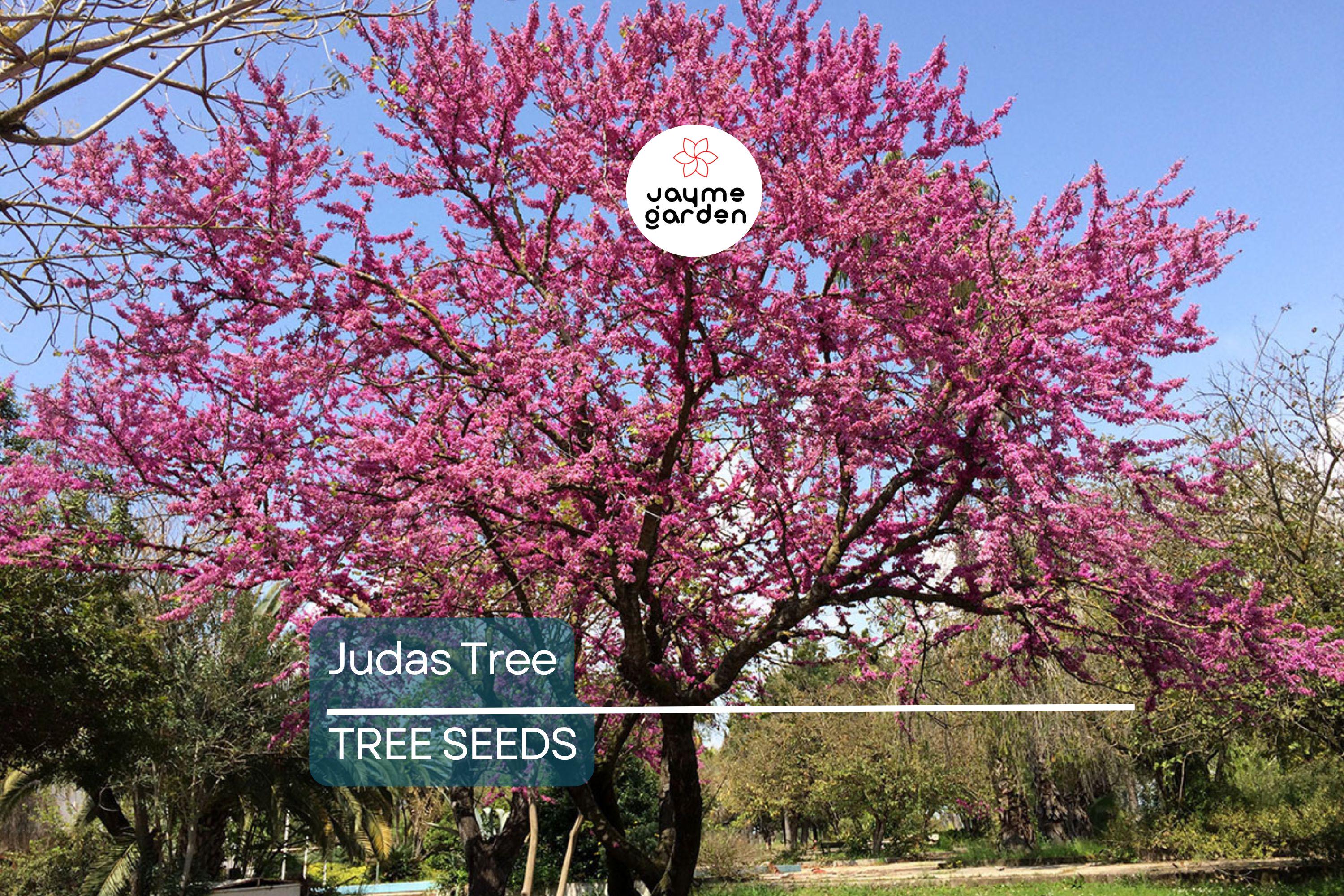 20 Judas Tree Seeds (Cercis siliquastrum) – Mediterranean Redbud, Fast-Growing & Hardy