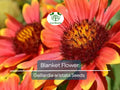 200 Seeds Blanket Flower Gaillardia, Perennial Wildflower, Native Flower, Non-GMO, Gaillardia aristata, Drought Tolerant, Vibrant Blooms