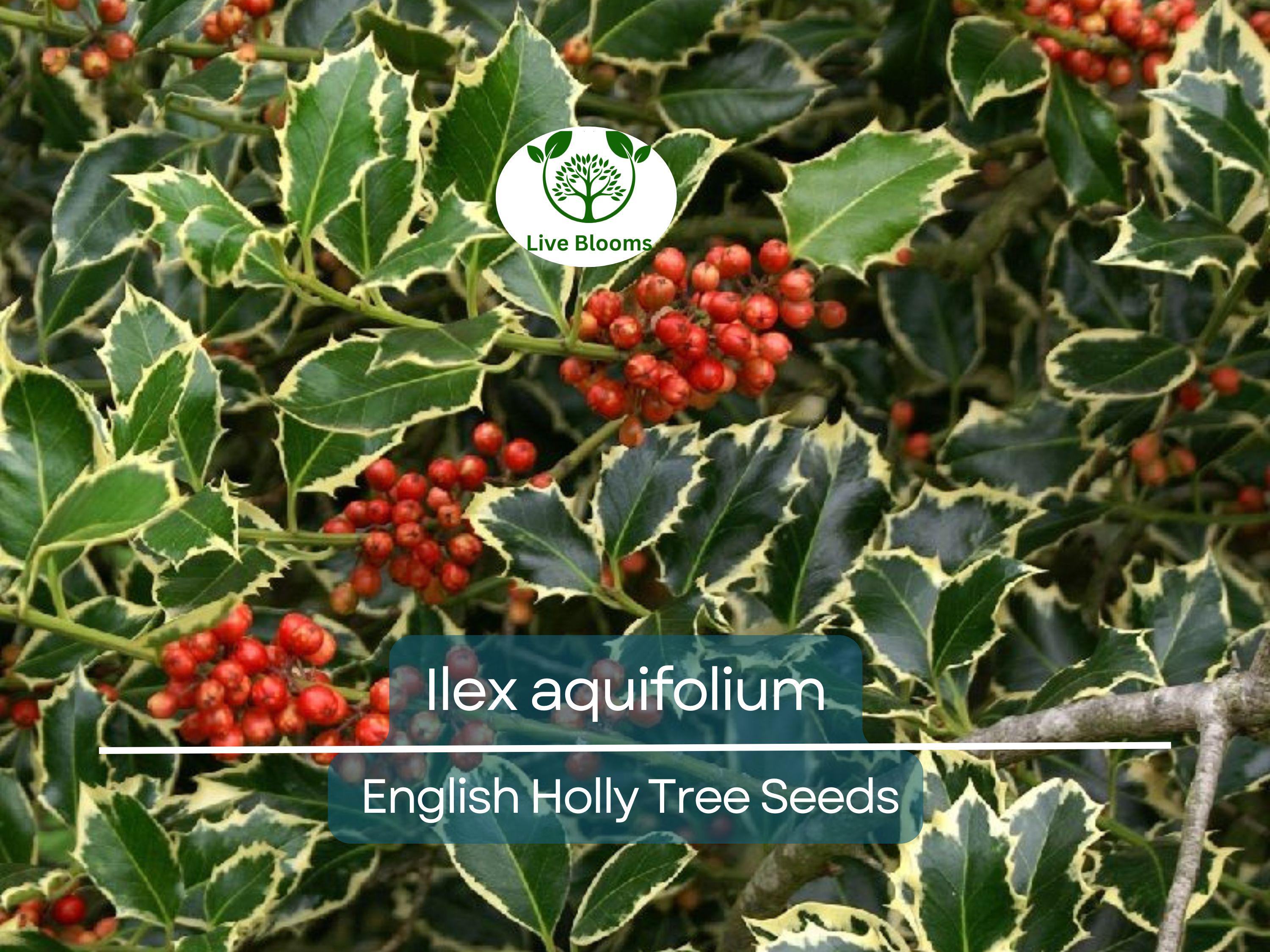 10 Seeds Ilex Aquifolium – English Holly for Planting | Evergreen Shrub for Privacy, Hedges, and Wildlife Gardens