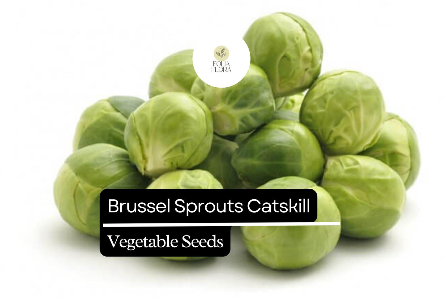 500+ Catskill Brussels Sprouts Seeds | Brassica oleracea | Heirloom Sprout Variety | Bulk Garden Vegetable Seeds