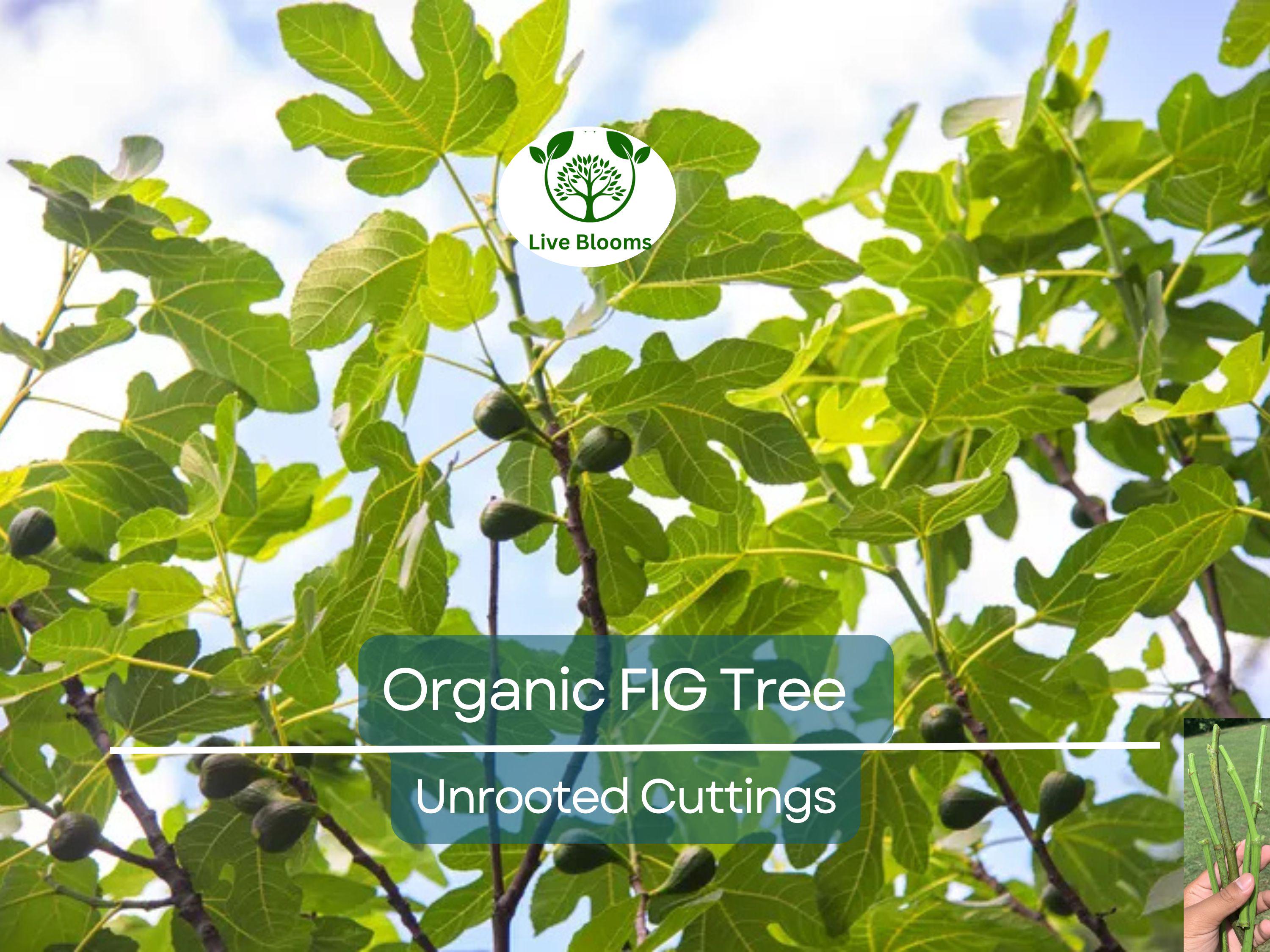 5 Organic Fig Tree Unrooted Cuttings 8" Each From Fruiting Tree - Ficus Carica, Healthy, Perfect for Planting & Propagation