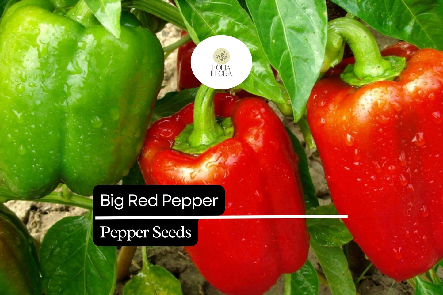 25 Big Red Pepper Seeds – Capsicum annuum – Sweet, Thick-Walled, High-Yielding, Perfect for Stuffing