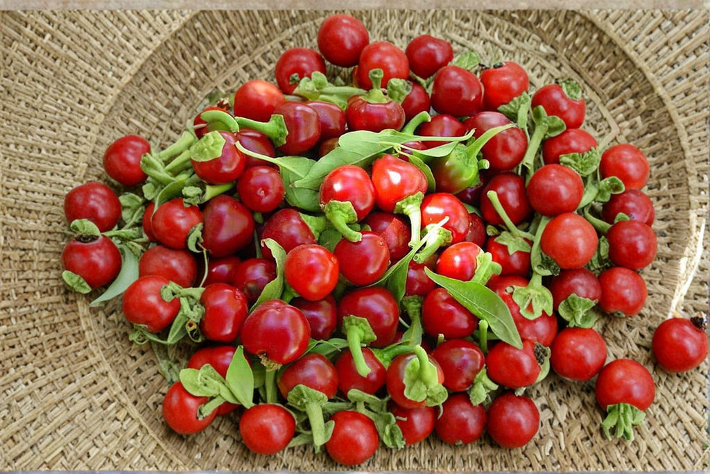 Large Hot Cherry – Hot Pepper 25 Seeds | Classic Cherry Pepper | Thick-Walled | Hot & Perfect for Pickling