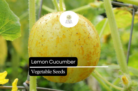 50 Seeds Lemon Cucumber (Cucumis sativus) – Crisp, Refreshing, and Mildly Sweet