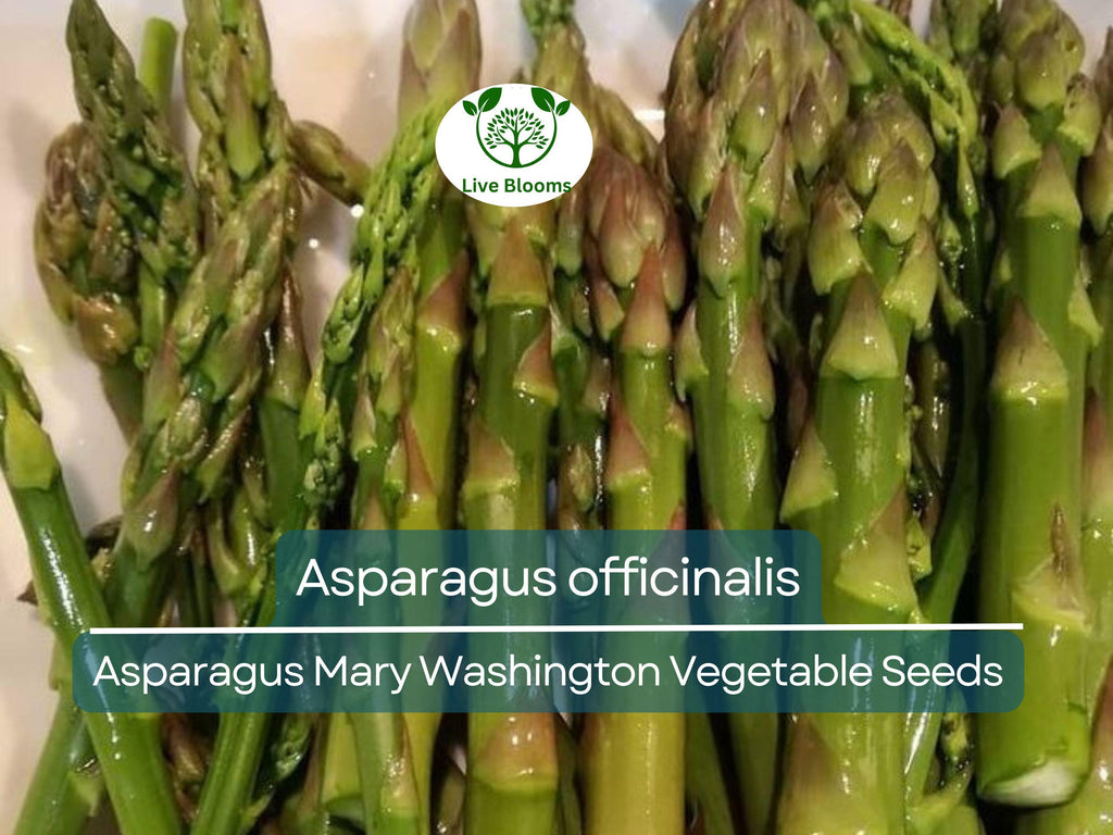 40 Seeds Asparagus Mary Washington - Asparagus officinalis | Heirloom Variety for Planting, Gardening & Delicious Harvest