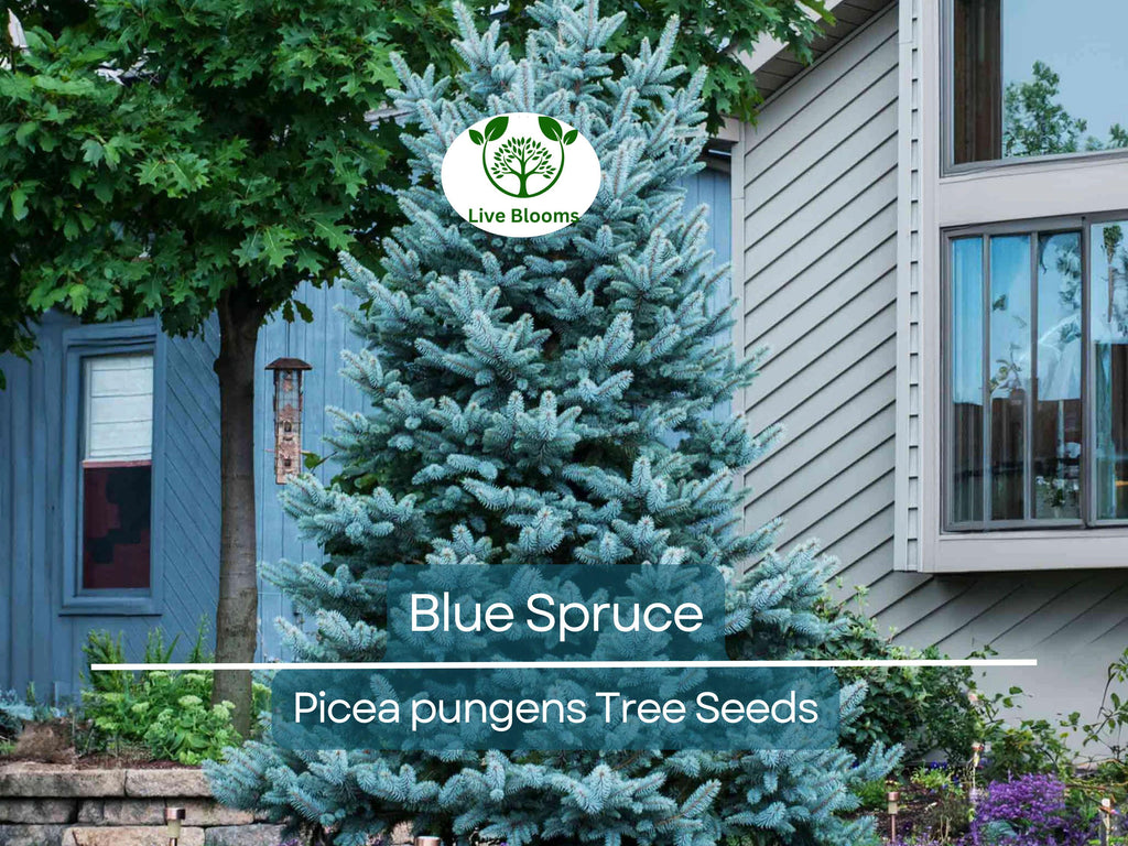 50 Blue Spruce Seeds - Picea pungens Trees, Colorado Blue Spruce, Evergreen Trees for Yard, Garden, & Landscaping, Hardy Conifer