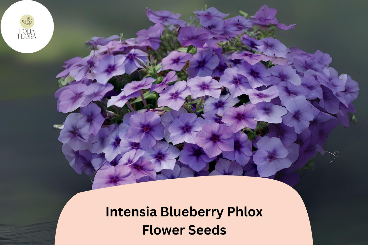 100+ Intensia Blueberry Phlox Seeds – Garden Flower Seeds for Planting, Phlox hybrida