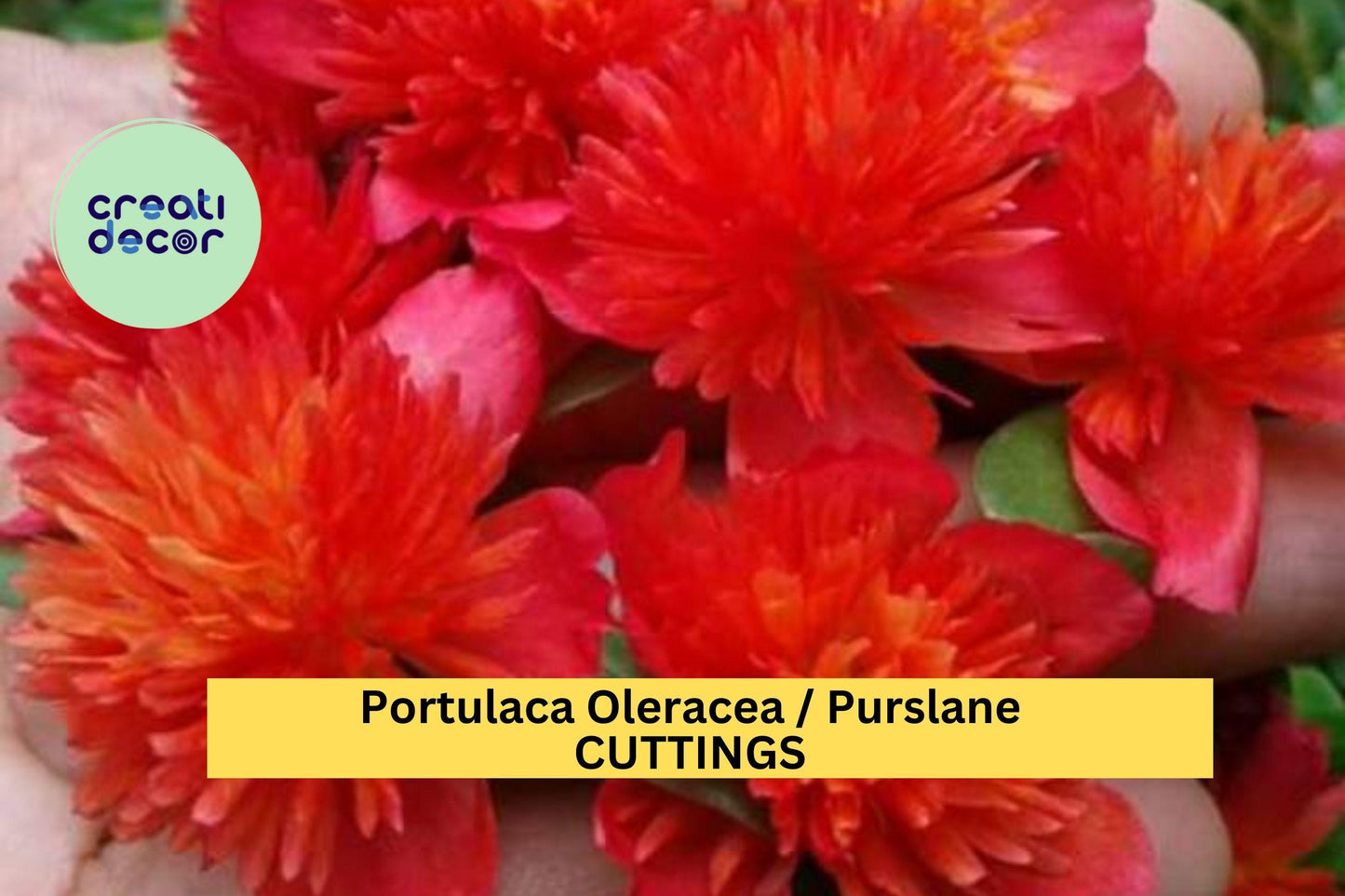 5 Cuttings DOUBLE SCARLET Portulaca Seeds | Purslane Portulaca oleracea Seeds | US Seller | Scarlet Blooms for Containers & Ground Cover