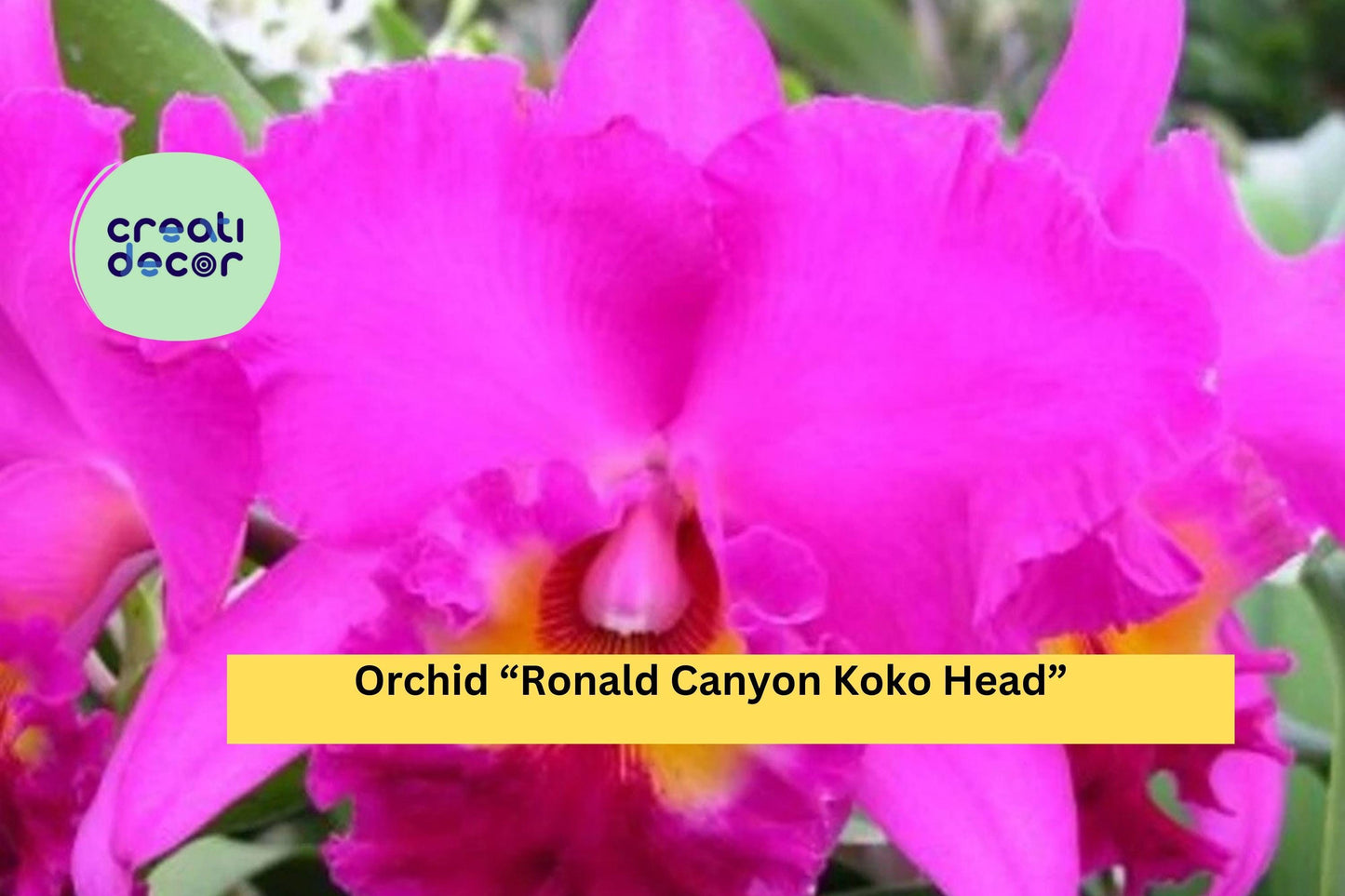 Orchid Plant ‘Ronald Canyon Koko Head’ | 1 Bare Root Live Seedling | Exotic Hybrid Orchid Starter for Indoor Growing