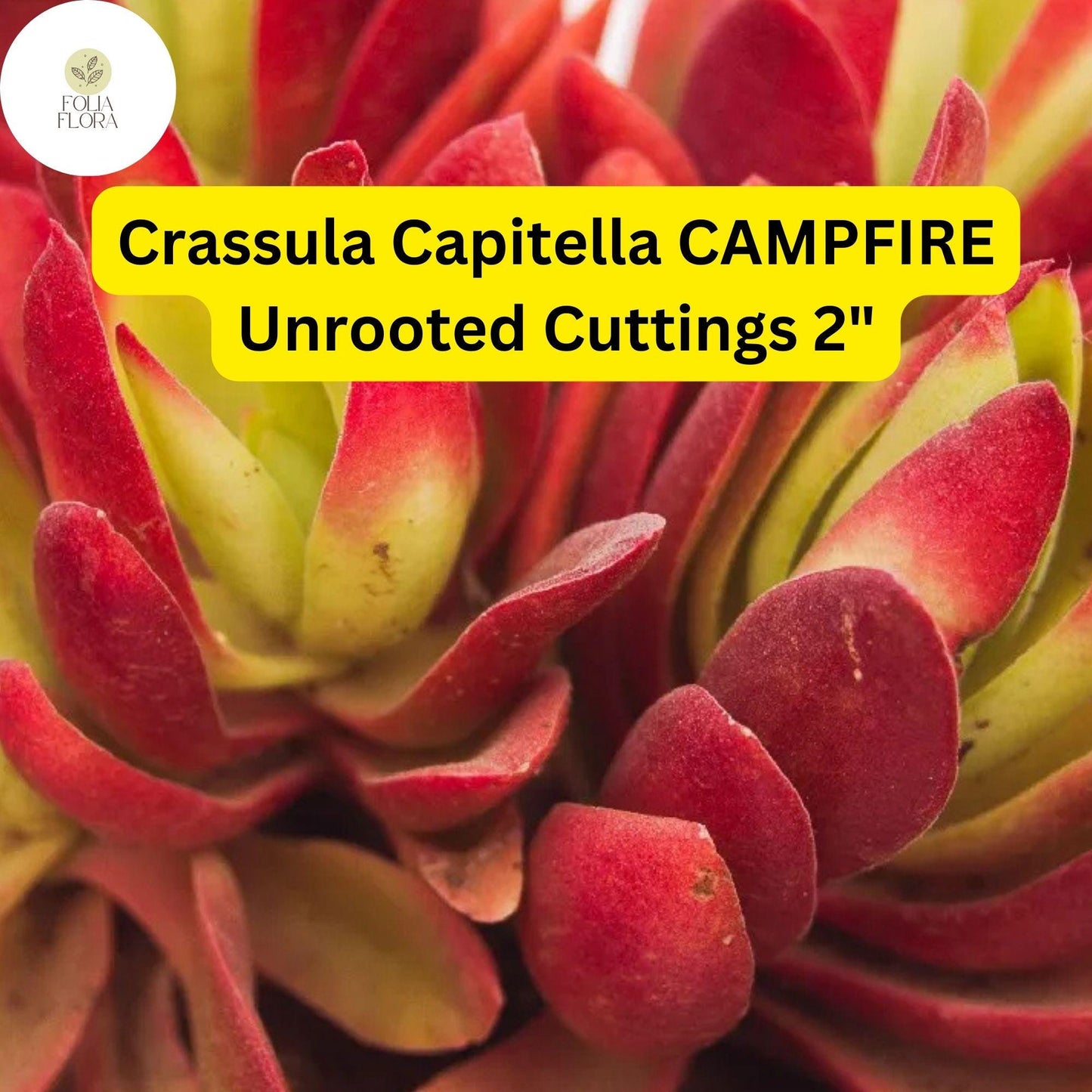 Crassula Capitella ‘Campfire’ | 3 Unrooted 2” Cuttings | Red-Tinged Succulent, Fast-Growing, Easy-Care, Unique Trailing Plant