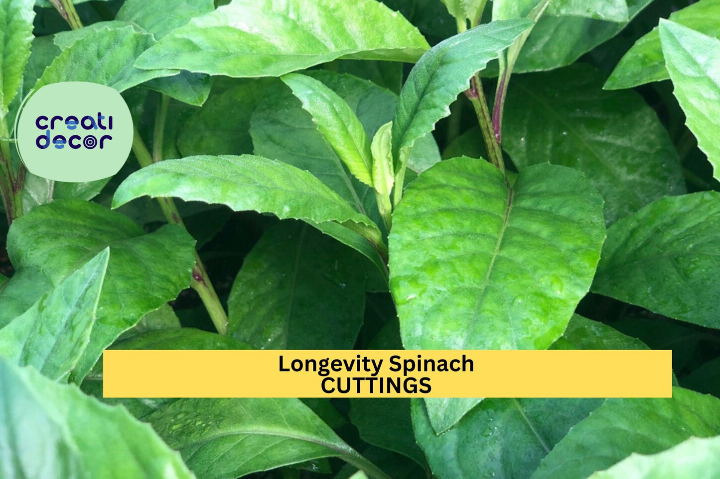 6 Longevity Spinach Cuttings | Gynura procumbens Starter Plants | Easy to Root | Fast Growing Edible Green | Zone 9+ | Free Shipping