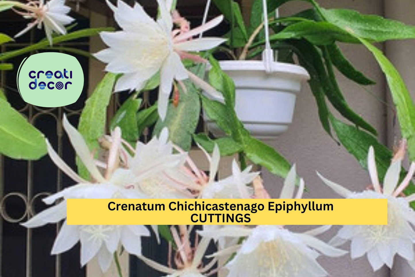 3 Epiphyllum Crenatum ‘Chichicastenango’ Cuttings – Orchid Cactus Starter Stems | Night-Blooming Cactus for Pots or Hanging Planters