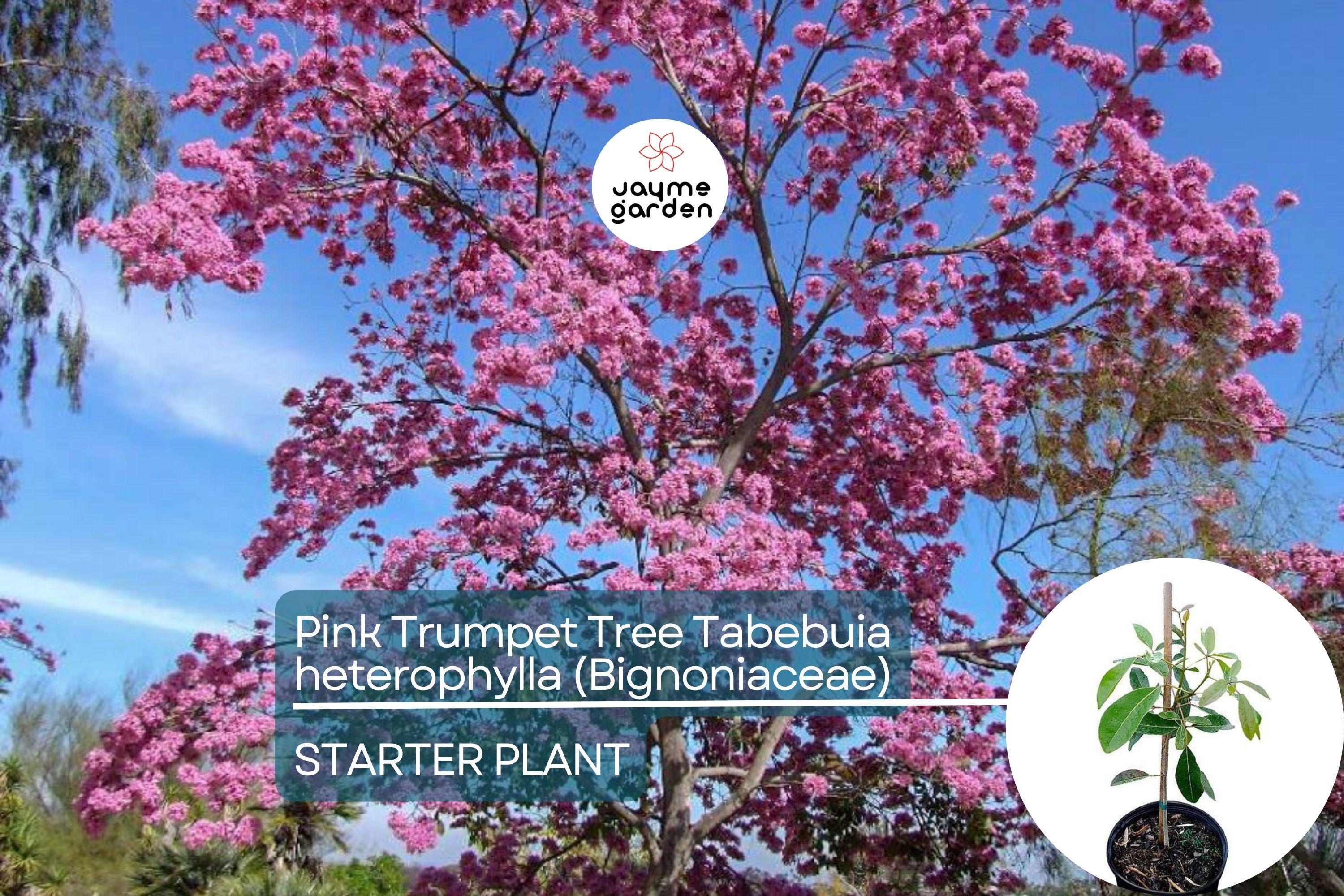 Pink Trumpet Tree Live Tabebuia Heterophylla 8″-12″ | Vibrant Flowering Ornamental Tree | Tropical Shade Tree Starter | Fast Growing