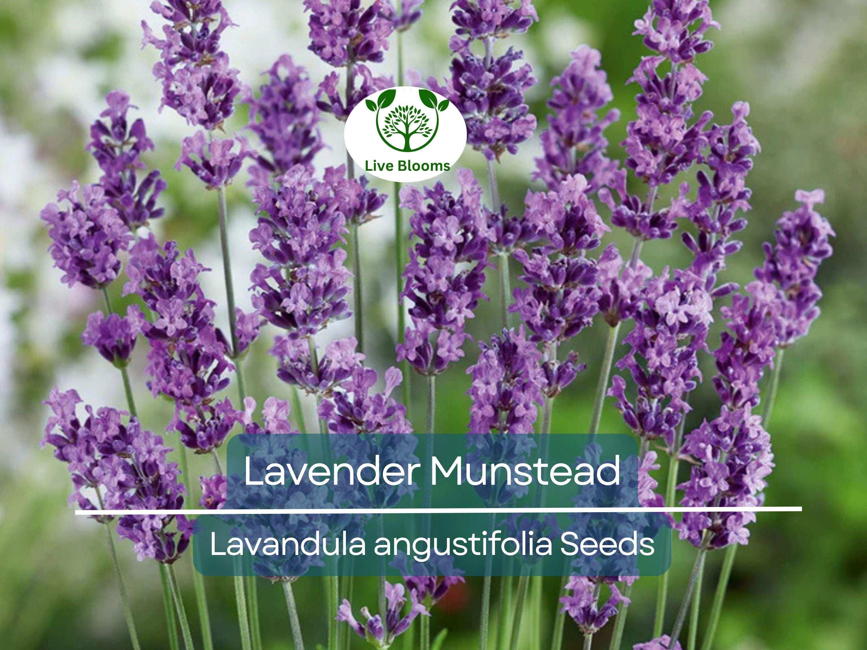 200 Seeds Lavender ‘Munstead’ – Lavandula angustifolia – Fragrant Perennial Herb – Non-GMO for Drying, Containers, Pollinators