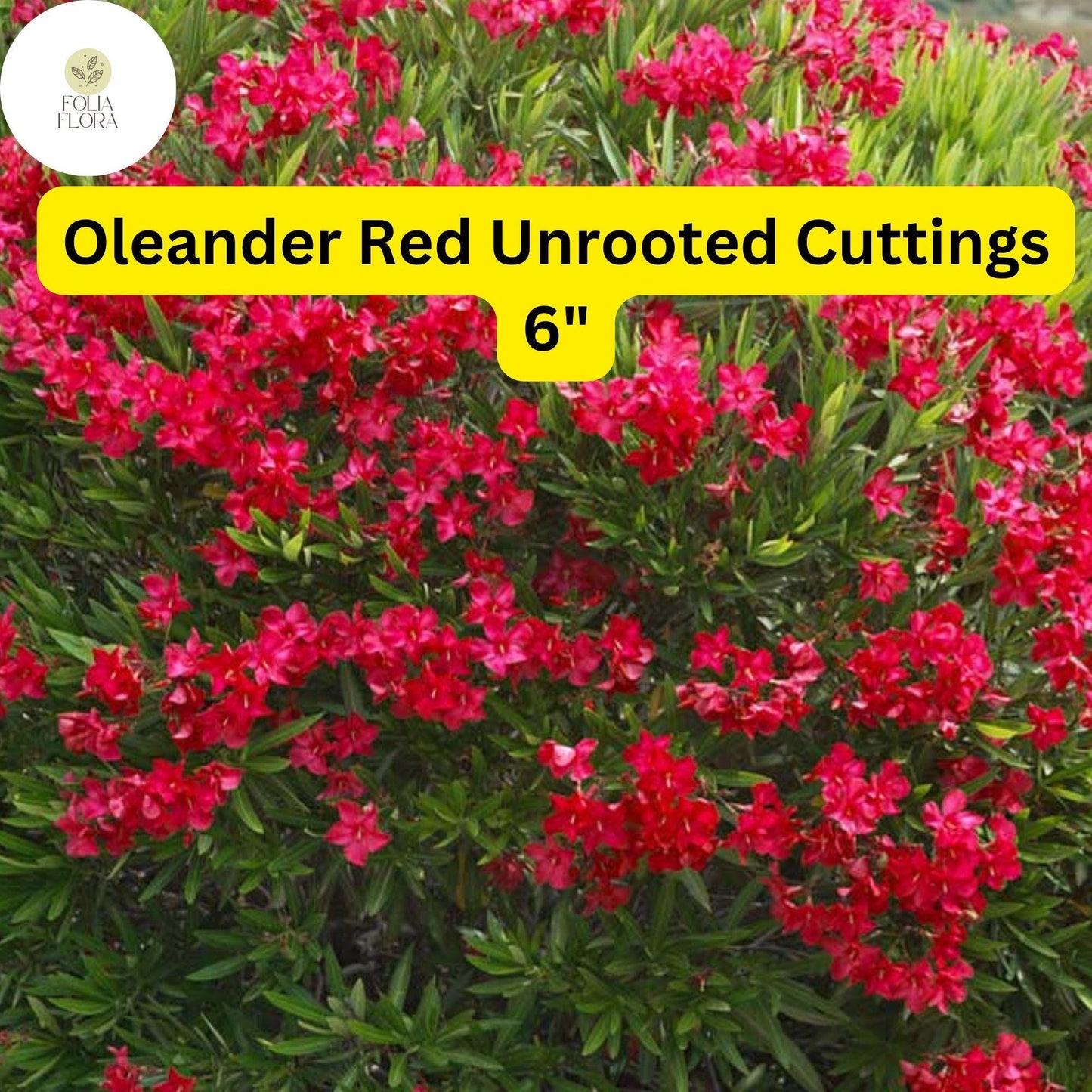 Oleander Red | 7 Live 6” Unrooted Cuttings | Flowering Shrub | Drought-Tolerant, Fast-Growing, Evergreen, Ornamental Hedge Plant