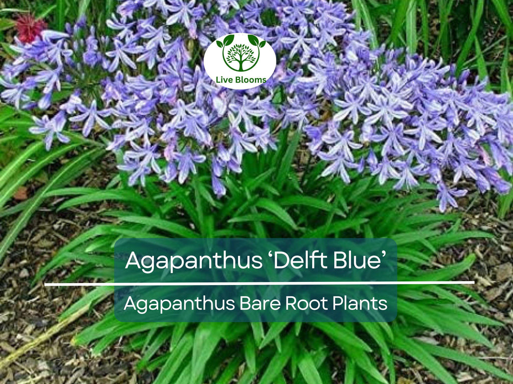 1 Agapanthus ‘Delft Blue’ – Bare Root Plant – Summer-Blooming Lily of the Nile – Showy Blue Flowers – Pollinator-Friendly