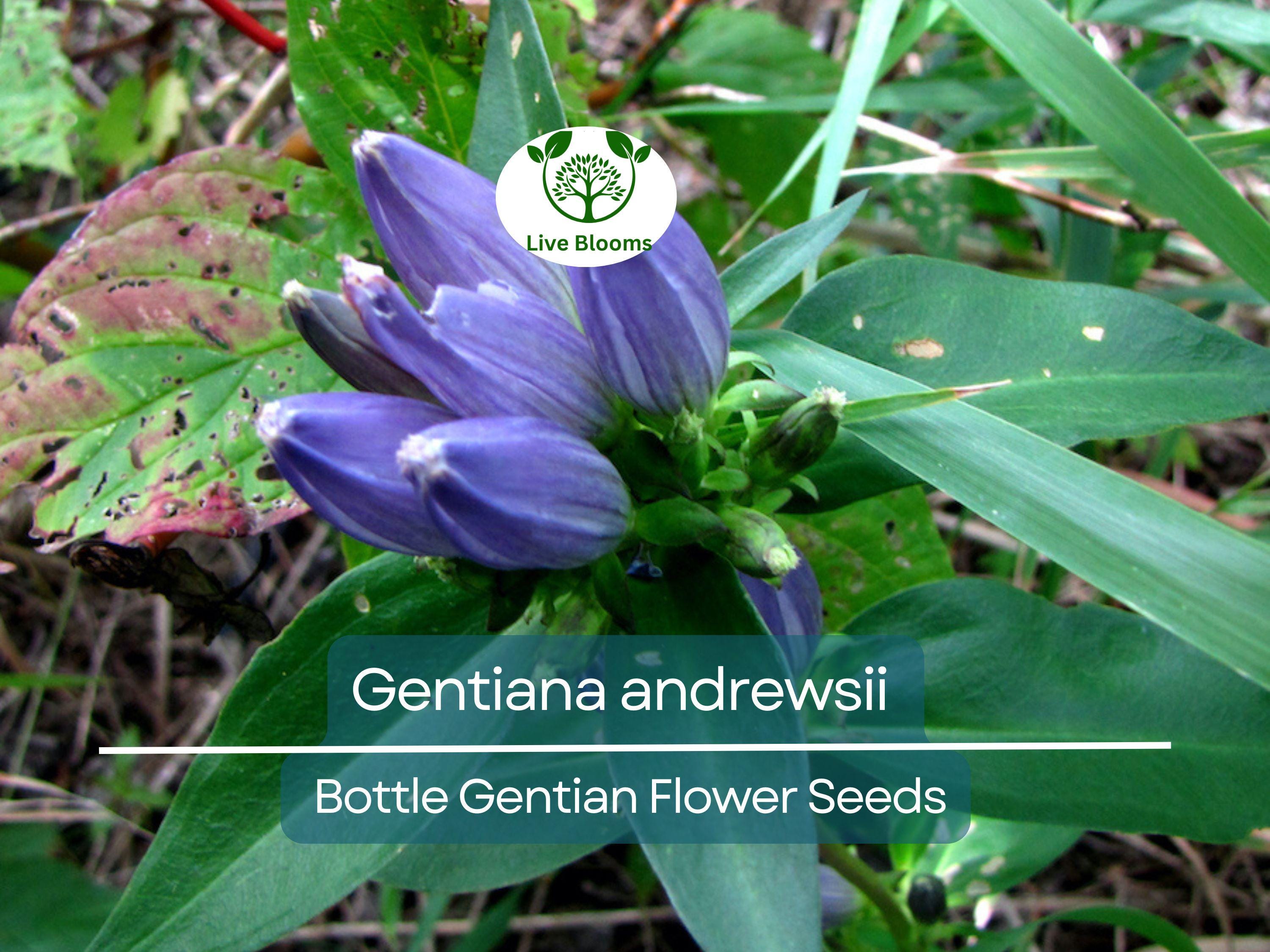 100 mg Seeds Gentiana andrewsii (Bottle Gentian) for Planting | Rare Native Wildflower for Shade Gardens & Pollinator Habitats