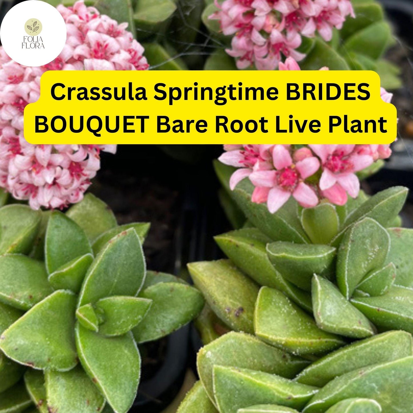 Crassula ‘Springtime’ Bride’s Bouquet | 1 Bare Root Live Succulent | Compact, Clusters of Pink Blooms, Easy-Care Houseplant