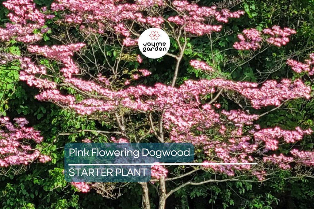 Pink Flowering Dogwood Tree – 10-12" Tall, Well Rooted, Healthy Deciduous, Beautiful Spring Flowers, Ships in Pot