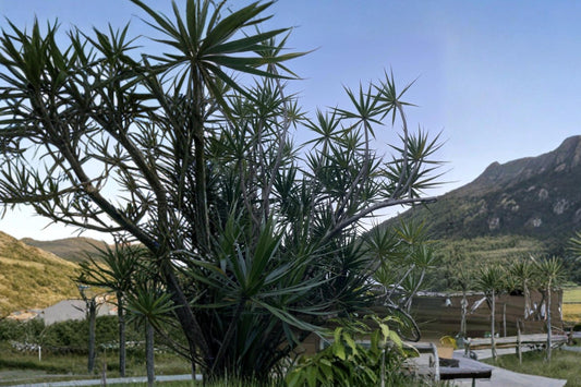 Dragon Tree 5 Cuttings (Dracaena marginata) Tropical Houseplant Cuttings