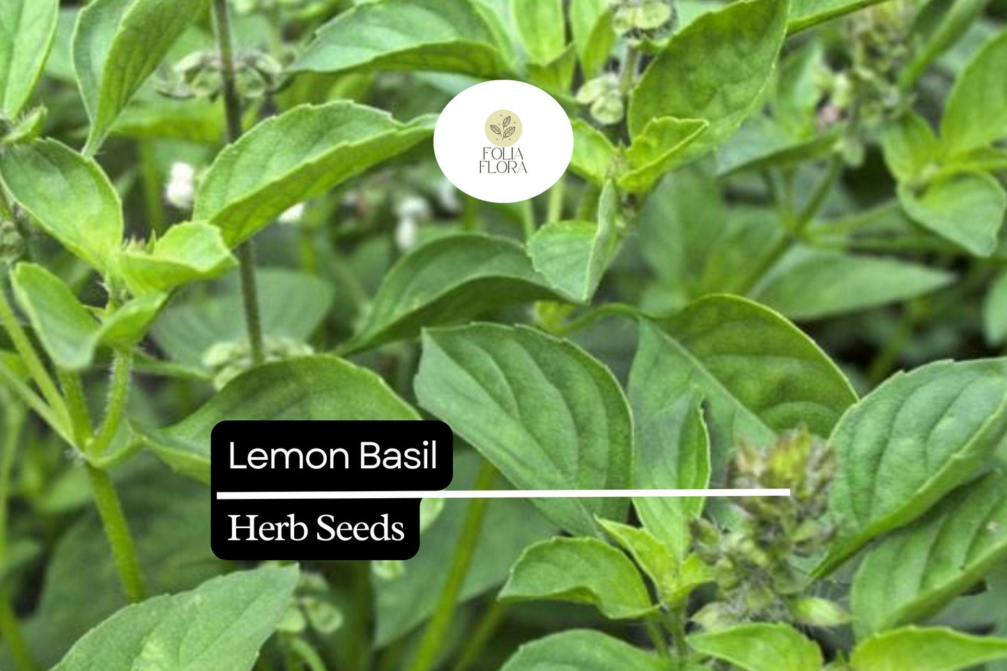 1000 Seeds Lemon Basil (Ocimum basilicum var. citriodora) – Fragrant Herb for Culinary and Garden Use
