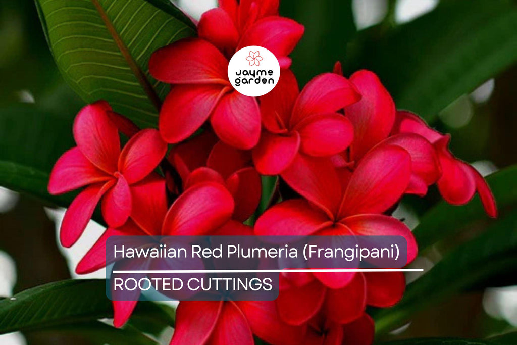 Hawaiian Red Plumeria (Frangipani) 8" Rooted Plant with Leaves - Mavina | Fragrant Tropical Flower Starter