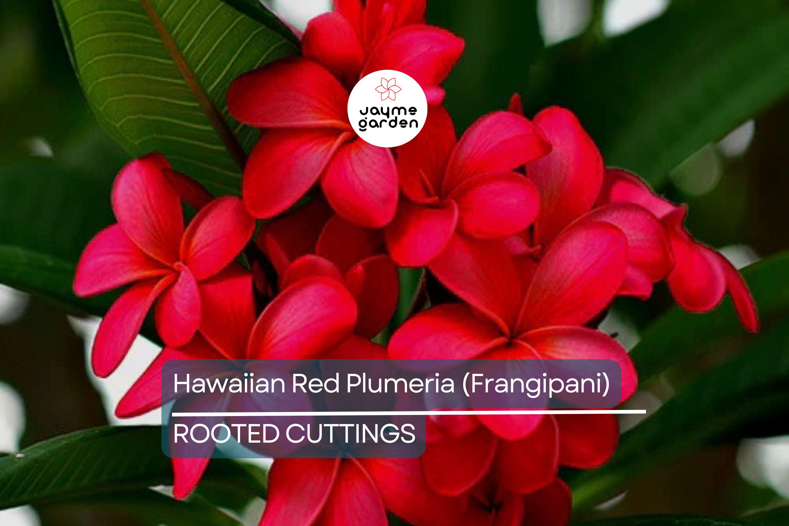 Hawaiian Red Plumeria (Frangipani) 8" Rooted Plant with Leaves - Mavina | Fragrant Tropical Flower Starter