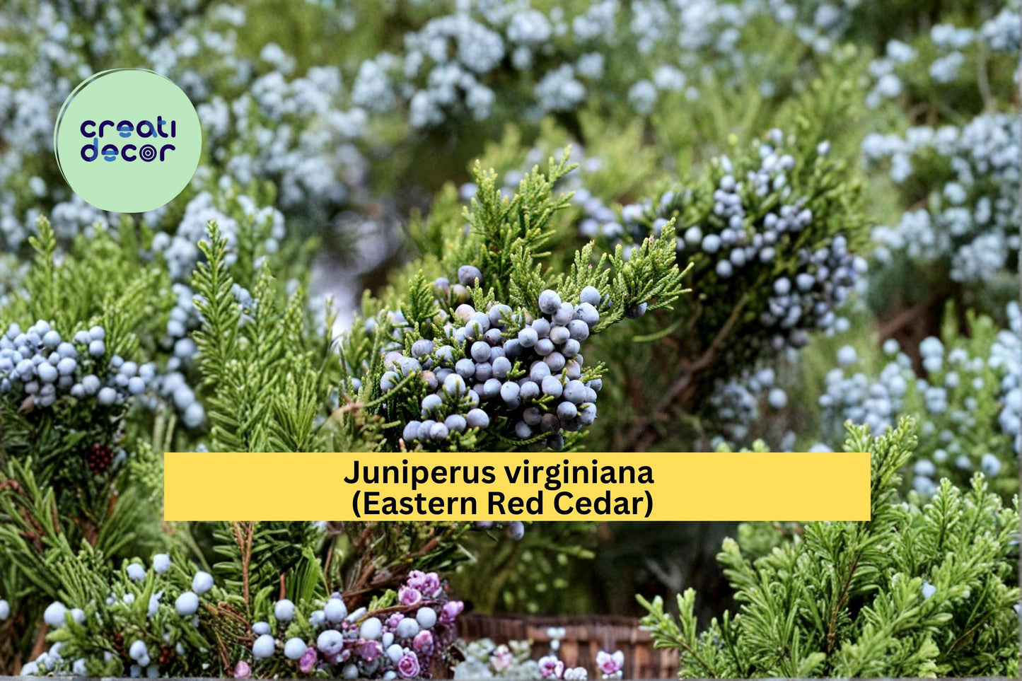 Juniperus virginiana Seeds Eastern Red Cedar 25 Count Native Evergreen Tree Seeds Hardy Landscape Plant