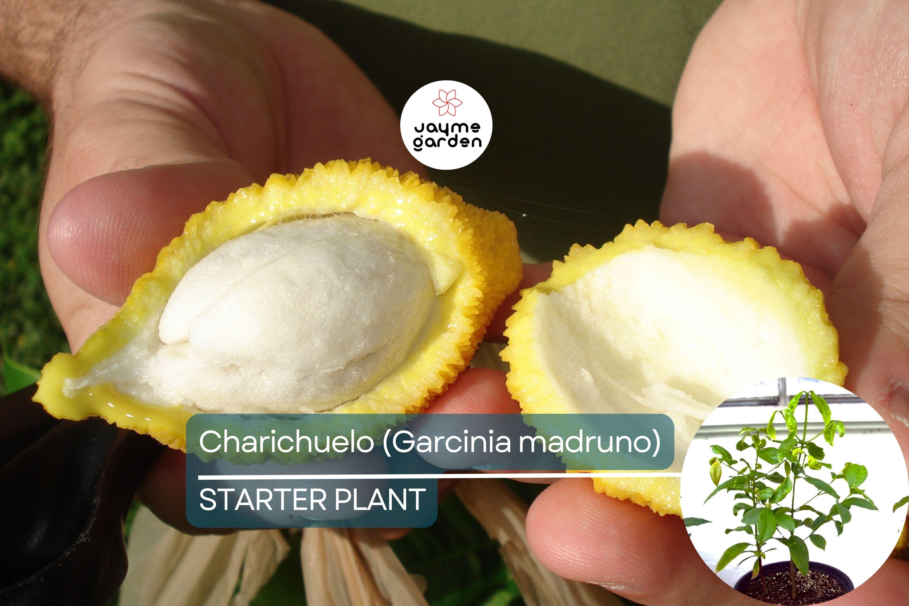 Bumpy Lemon (Garcinia madruno) Starter Plant | Tropical Fruit Tree Unique Citrus Flavor | 12″-24″ Tall