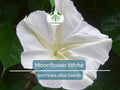 25 Seeds MOONFLOWER WHITE, Night Flowering Vine, Ipomoea alba, Moths Pollinate, Fragrant, Non-GMO, Beautiful Evening Blooms
