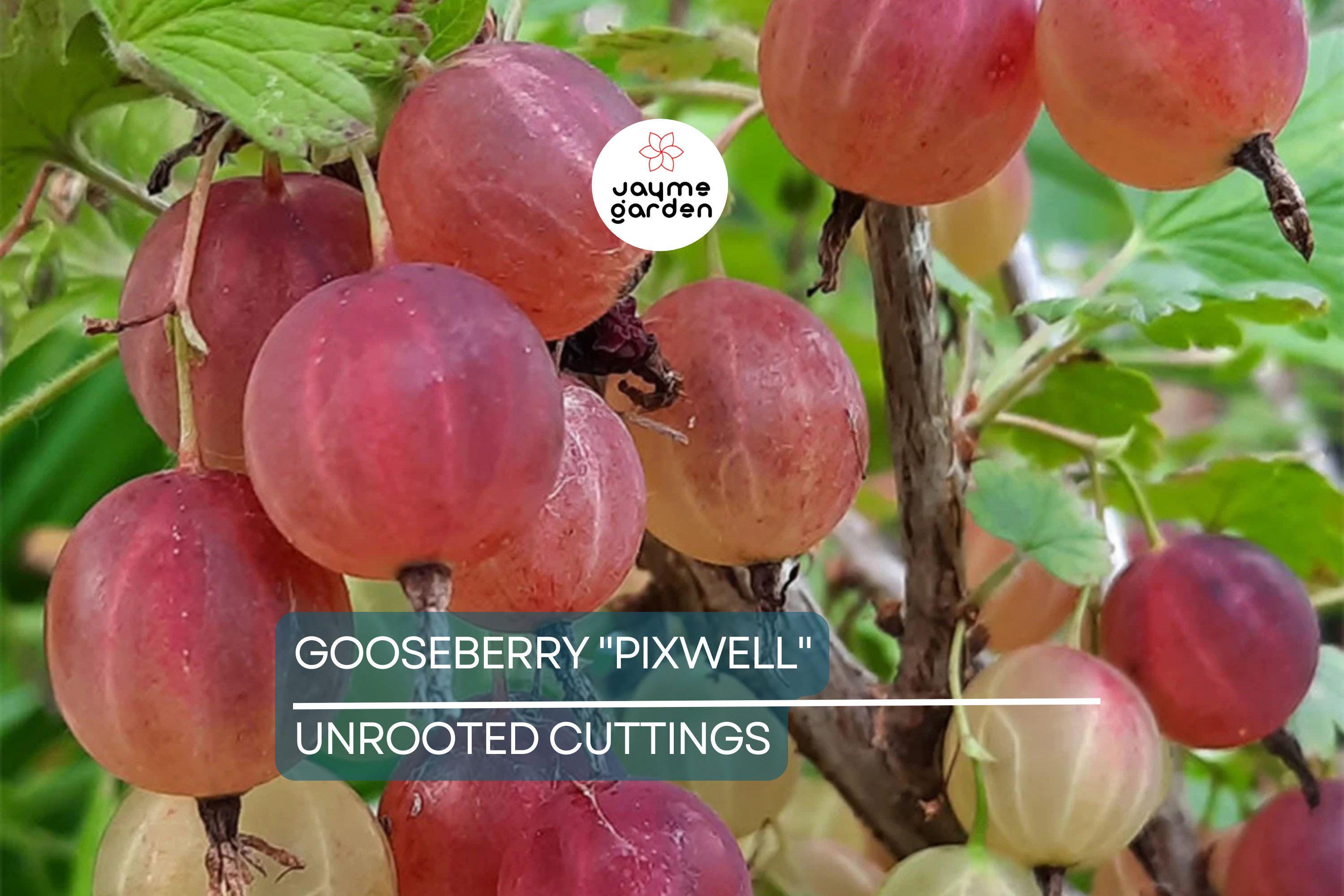 Gooseberry "Pixwell" - 6 Organic Hardwood Cuttings (Scion Wood) 6-9" - Easy Care, Tart Pink Berries, Ideal for Edible Landscaping