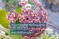 Hoya Pubicalyx Starter Plant - Mottled-Silver Leaf Wax Plant, 5" Tall - Tropical Vining Houseplant with Stunning Foliage & Fragrant Blooms