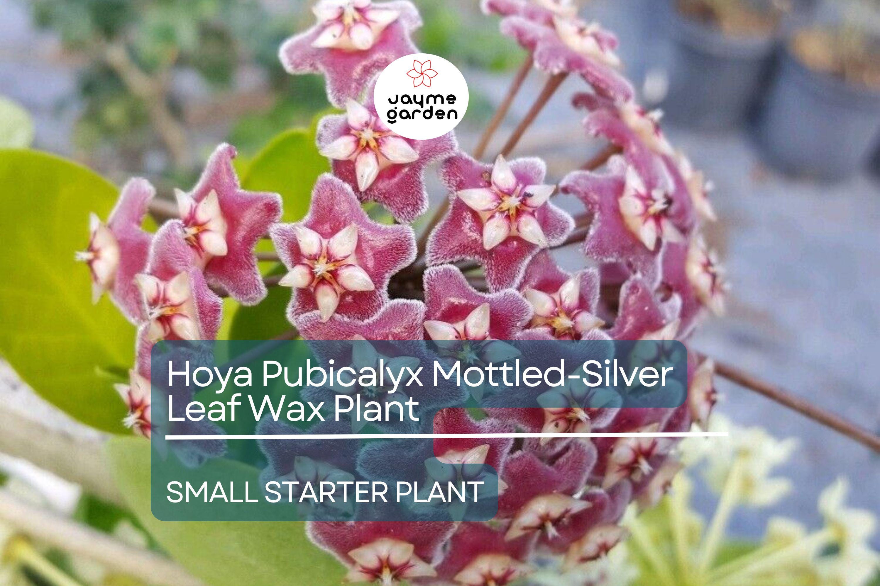 Hoya Pubicalyx Starter Plant - Mottled-Silver Leaf Wax Plant, 5" Tall - Tropical Vining Houseplant with Stunning Foliage & Fragrant Blooms