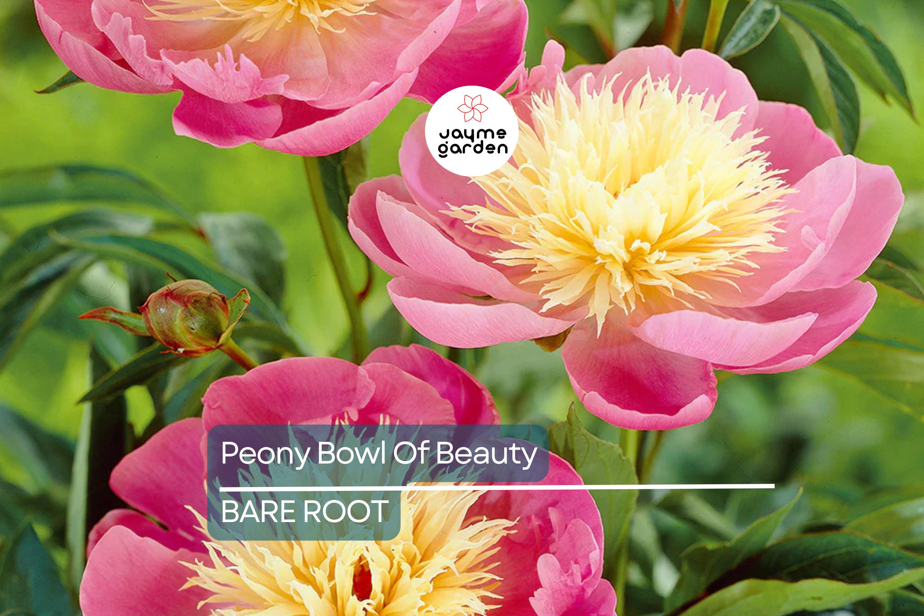 Peony ‘Bowl of Beauty’ | 2+ Eyes Bare Root | Stunning Bi-Color Blooms | Perennial Cut Flower | Deer-Resistant | Zones 3-8