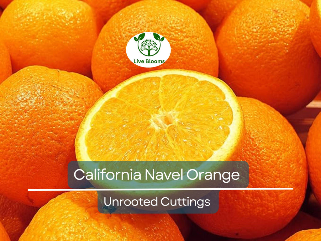 5pcs CALIFORNIA NAVEL ORANGE Unrooted Cuttings – Citrus sinensis, Sweet Orange Tree for Propagation
