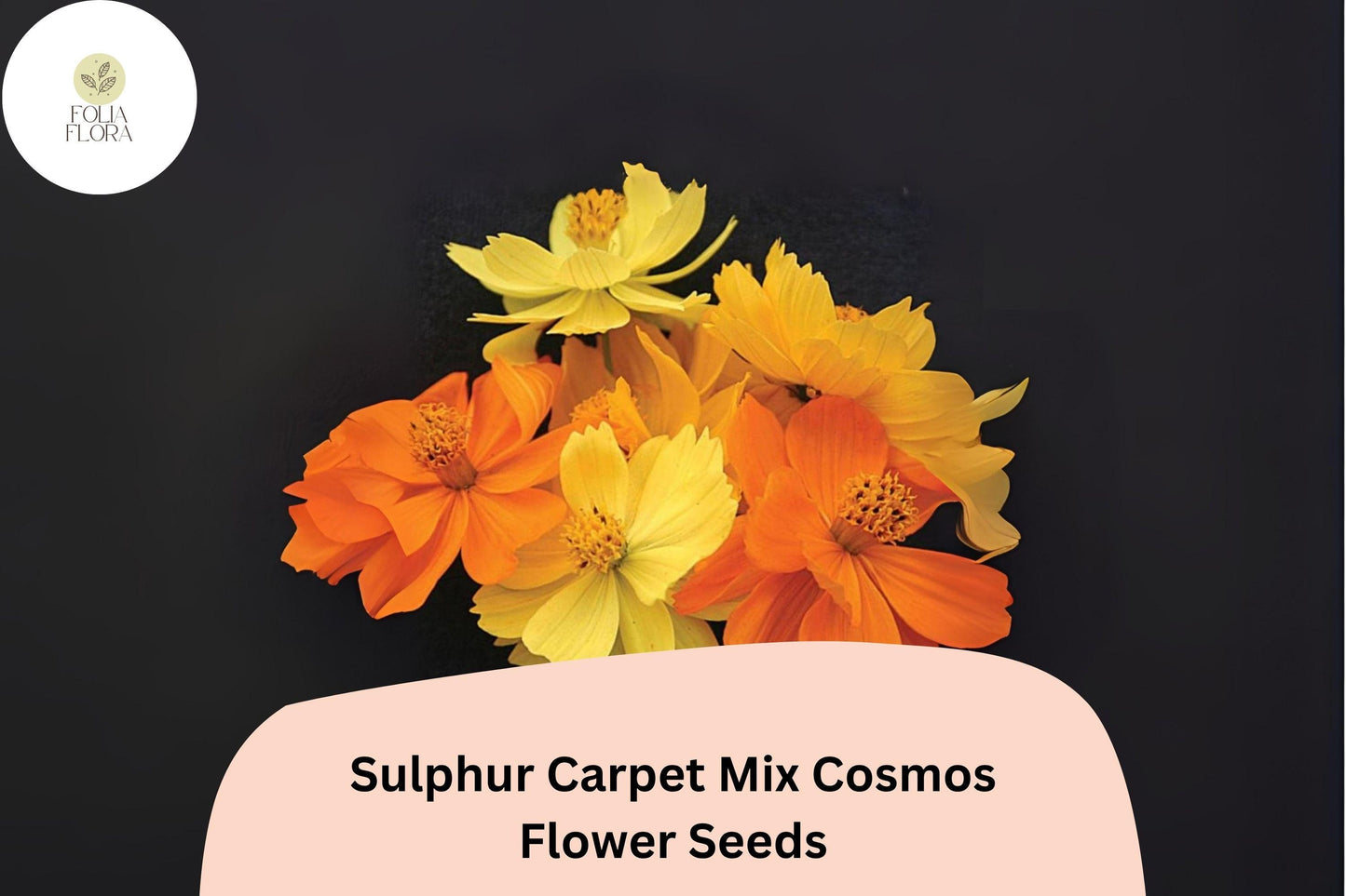 200+ Sulphur Carpet Mix Cosmos Seeds | Cosmos sulphureus Orange Yellow Red Blend | Dwarf Garden Flower Seeds