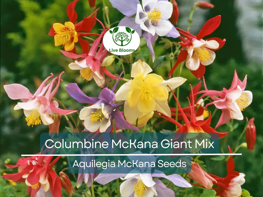 200 Seeds Columbine McKana Giant Mix, Perennial Hummingbird & Butterfly Flowers, Non-GMO Aquilegia, Vibrant Colors, Easy to Grow for Gardens
