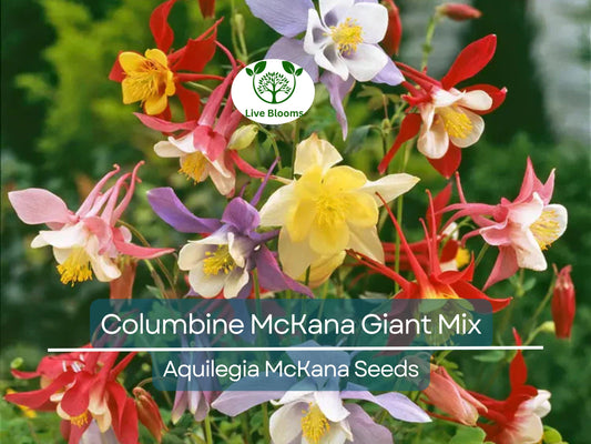 200 Seeds Columbine McKana Giant Mix, Perennial Hummingbird & Butterfly Flowers, Non-GMO Aquilegia, Vibrant Colors, Easy to Grow for Gardens