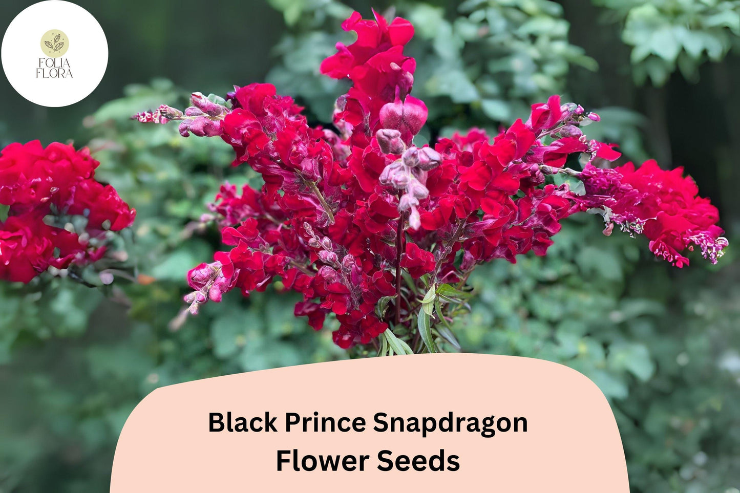 Black Prince Snapdragon Seeds (Antirrhinum majus) | 1000+ Seeds | Deep Burgundy Blooms for Gardens & Borders