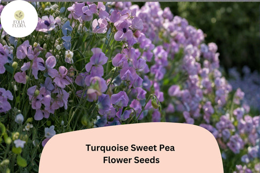 50+ Turquoise Lagoon Semi-Dwarf Sweet Pea Seeds | Purple-Pink Compact Climbing Flowers