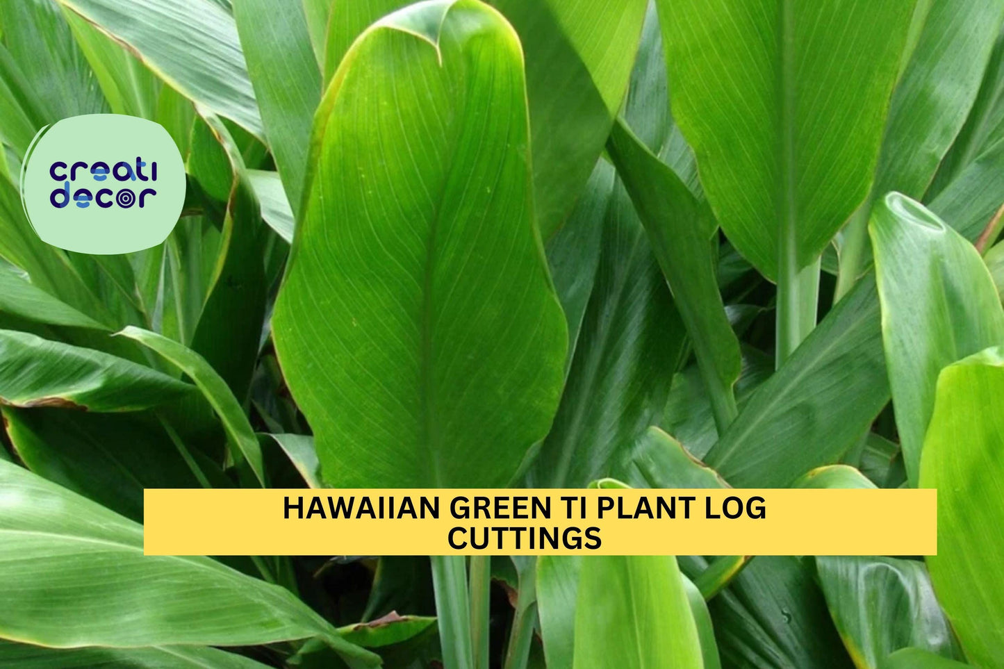Hawaiian Green Ti Plant Cuttings | 2 Unrooted Logs | Cordyline Fruticosa | Tropical Starter Stems | Grown in Hawaii