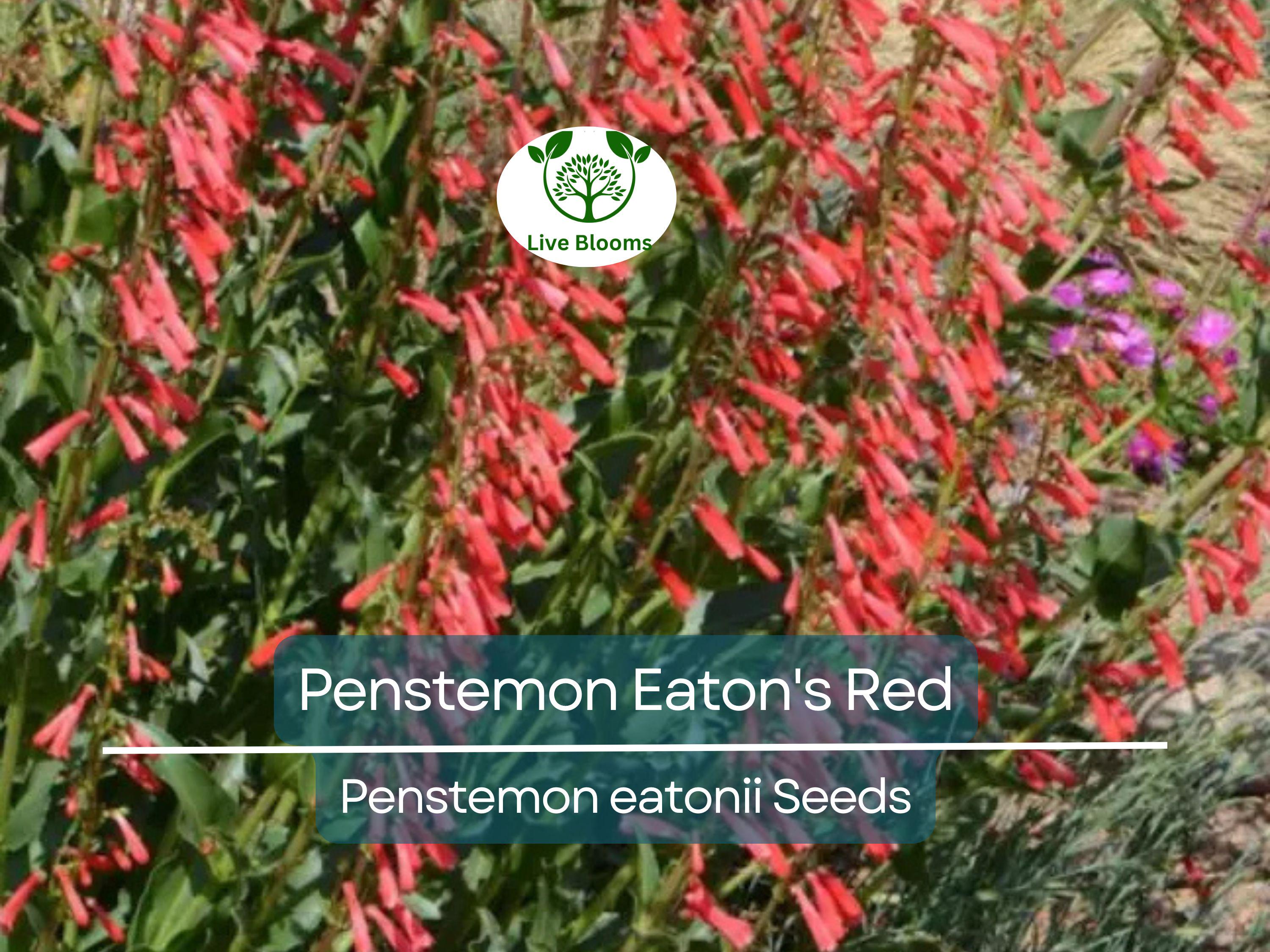 200 Seeds Penstemon Eaton's Red, Hummingbird Perennial Beardtongue, Non-GMO, Vibrant Red Flowers, Attracts Pollinators, Hardy Garden Plant