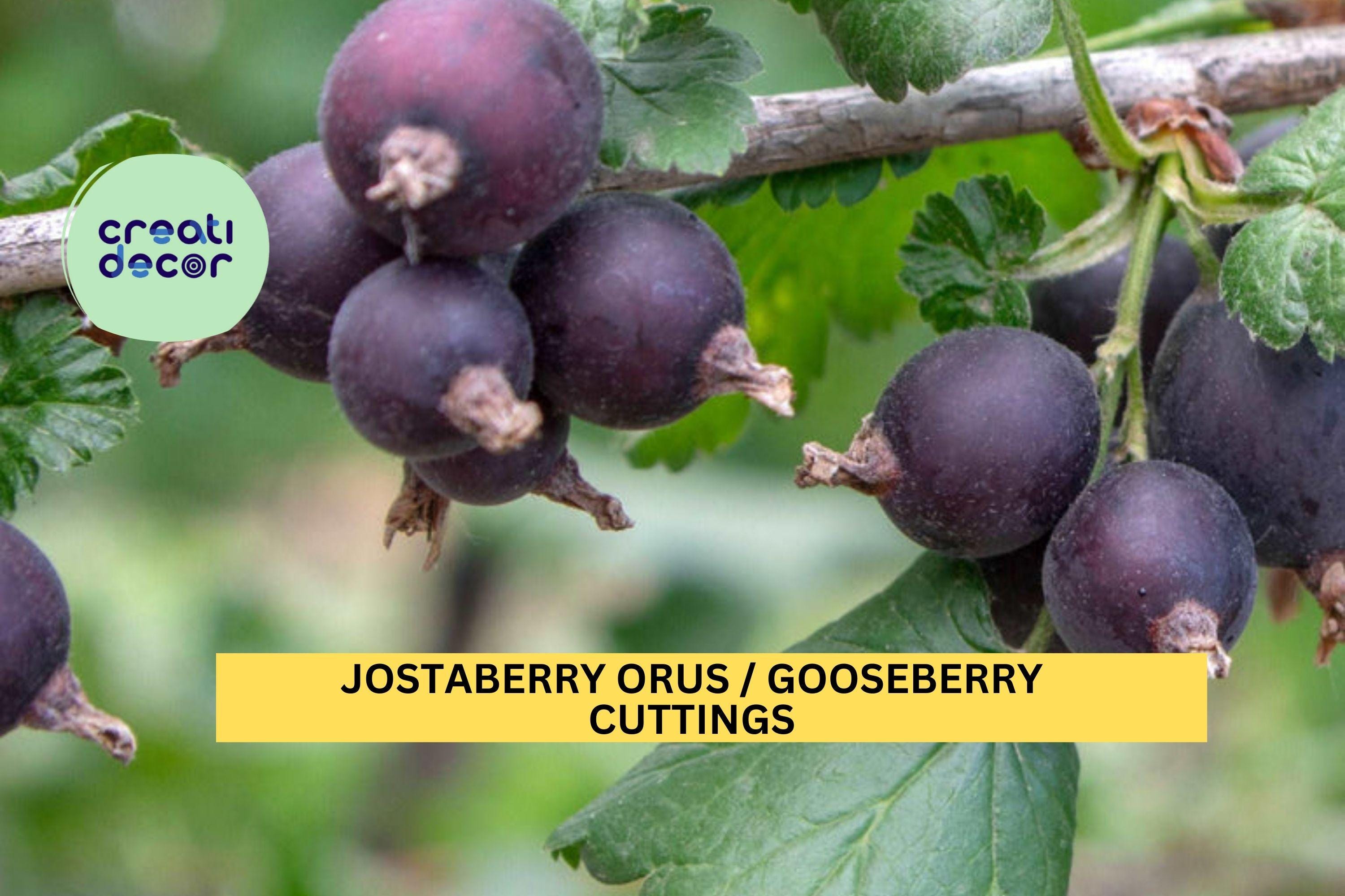 12 Jostaberry ORUS 8 Cuttings | Gooseberry Currant Hybrid Bush Starters | Unrooted Set for Growing Berry Plants | USA Seller