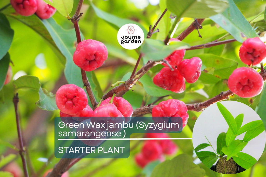 Green Wax Jambu Fruit Tree 12″-24″ - Live Syzygium samarangense | Tropical Sweet & Juicy Bell-Shaped Fruit Tree
